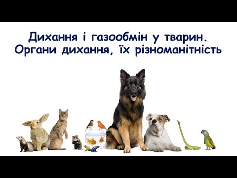 Видео: Дихання та газообмін у тварин. Органи дихання, їх різноманітність.