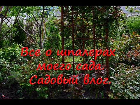 Видео: Все о шпалерах моего сада