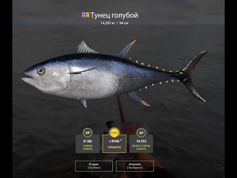 Видео: Русская Рыбалка 4. Море !!!