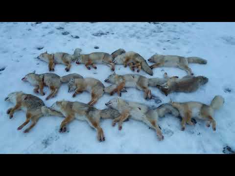 Видео: Лиса на приваде с 22 lr.
