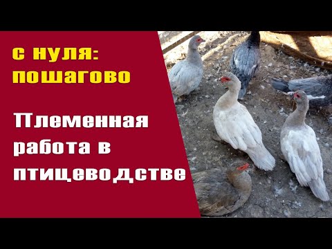 Видео: мускусные утки - как правильно формировать семьи. Как получить лавандовых утят. Все секреты