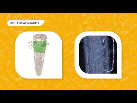 Видео: Биология 6 класс. Зоны корня и рост корня в длину