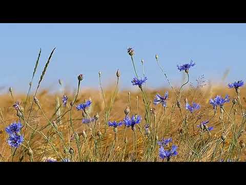 Видео: ФУТАЖ ВАСИЛЬКИ