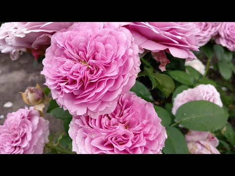 Видео: Щедро цветущий июль! Прогулка по розовому саду!