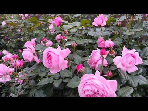 Видео: 6 сентября. Второе цветение роз в Сибири. 