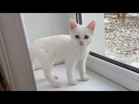 Видео: Малютка с друзьями Мыркой и Мартой на даче