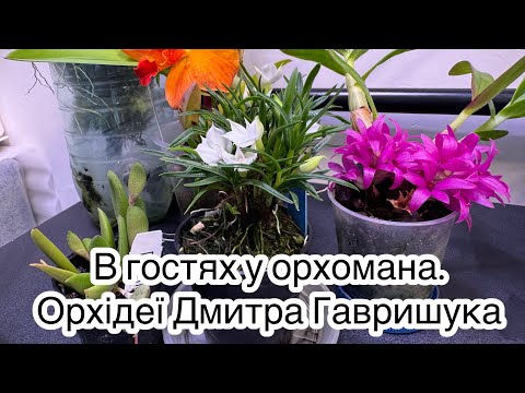 Видео: Орхідейна магія у мініатюрі ✨. Унікальна колекція, що вражає навіть досвідчених.