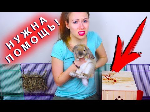 Видео: КРОВЬ У КРОЛИКА ЧТО ТО СЛУЧИЛОСЬ КРОЛИК БОЛЕН | Elli Di Pets
