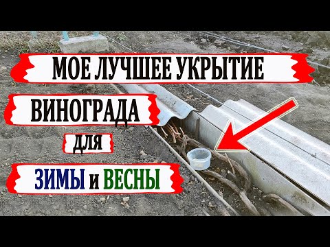 Видео: 🍇 ЛУЧШЕЕ УКРЫТИЕ винограда в ПОДЗЕМНОМ ВОЗДУШНОМ КАНАЛЕ на моем винограднике. Откуда там МЫШИ?