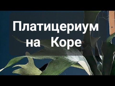 Видео: Платицериум на Коре