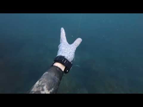 Видео: Подводная охота на кефаль.