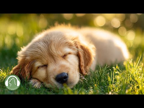 Видео: (Звуки природы)Расслабляющая музыка для собак🐶Музыка для лечения сна🎵Любимая музыка собак