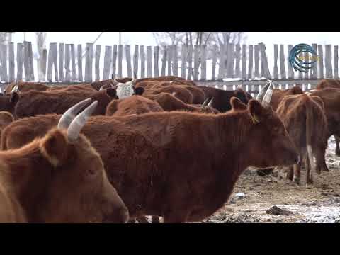 Видео: ІРІ ҚАРАНЫ БОРДАҚЫЛАУ / АГРО АЙМАҚ / 01.01.2025