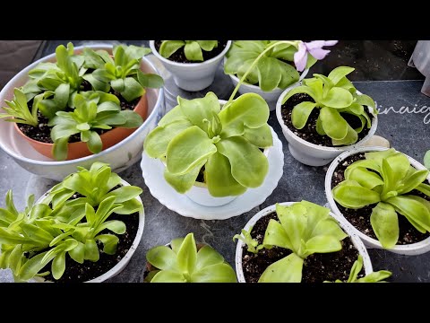 Видео: Жирянка. Хищное растение. Уход. Пересадка.