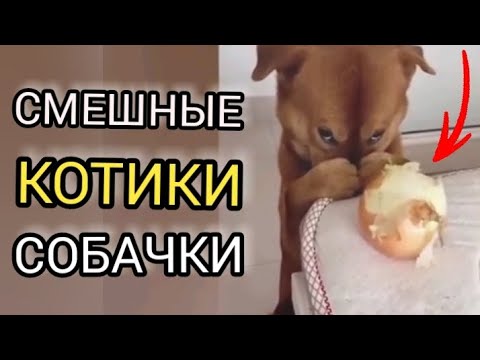 Видео: 👉 Смешные котики и собачки!