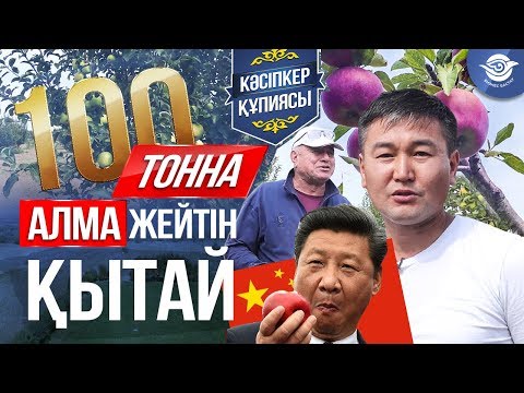 Видео: Миллионер Мұғалім. Алма бағы 3 млн тенге Табыс. Қытай, Ресей 100 тонна Алма алды.