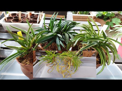 Видео: Три Орхидеи Neofinetia falcata(Vanda)Неофинетии-Пересадка из Ооочень Старого Грунта