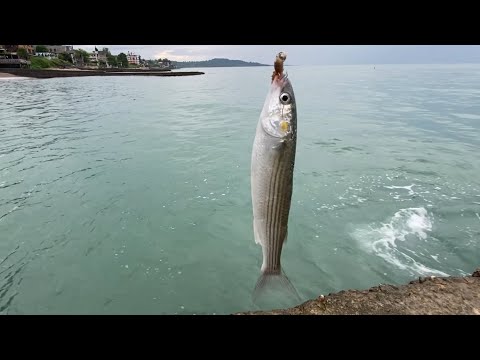 Видео: Новый Афон. Утренняя рыбалка. Мармир, кефаль и другая рыба