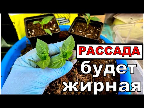 Видео: Всего стакан на ведро и рассада будет жирной.Перец и баклажаны.
