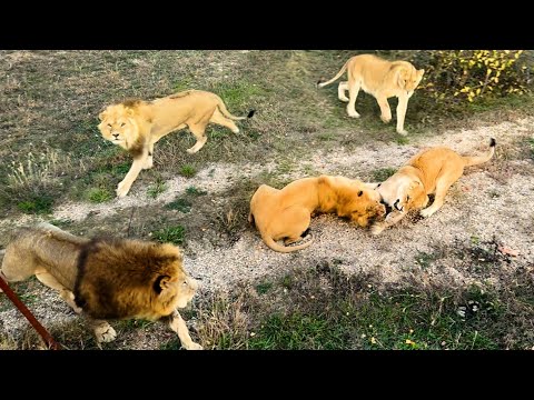 Видео: Львы не джентльмены - за ириску подерутся и со львицей! Но и львицы не промах, ответ прилетит тут же