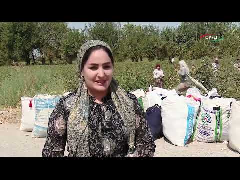 Видео: Дар ноҳияи Мастчоҳ ҷамъоварии пахта идома дорад.