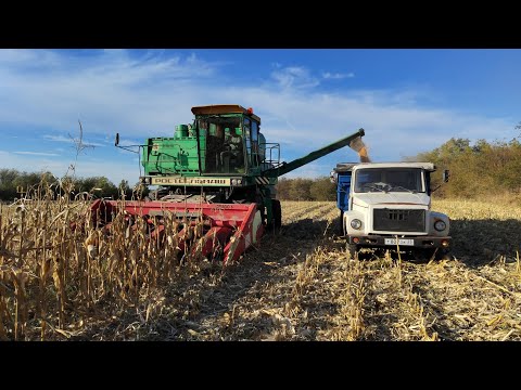 Видео: Уборка кукурузы 🌽 Ладожская порадовала!