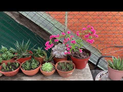 Видео: Открытие «балконного сезона». Рододендрон. 26.04.2025