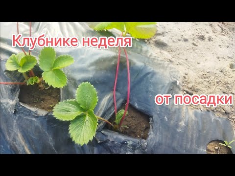 Видео: Посадка клубники осенью состояние на неделю от посадки