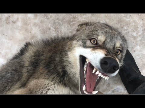 Видео: Якутский волк Братиш укусил меня , процесс дружбы волка и человека.