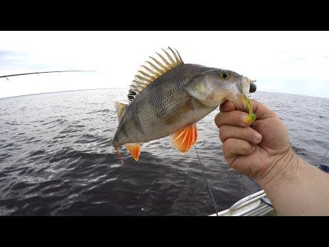 Видео: Ловля крупных окуней в каряжнике на БАЛЕРИНУ .  Рыбинское Водохранилище !!!
