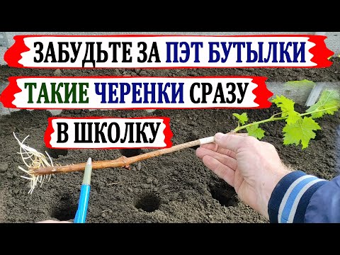 Видео: 🍇 Новинка! Пересадка ЧЕРЕНКОВ винограда из ВОДЫ сразу в ШКОЛКУ. Без загнивания корней и переливов!