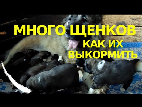 Видео: Много щенков, как выкормить кавказская овчарка