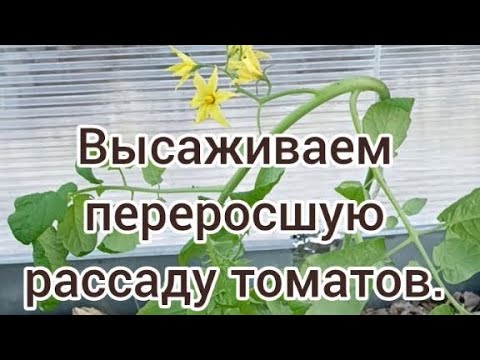Видео: Высаживаем переросшую рассаду томатов. 🌱🍅