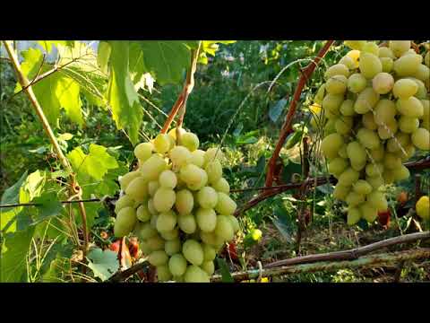 Видео: Виноград, выращенный на песке