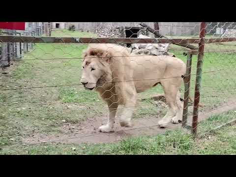Видео: zoo Skopje - зоо Скопје 2022-10