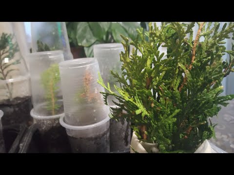 Видео: 🌲Черенкование туи,можжевельника и кипарисовика осенью и зимой.