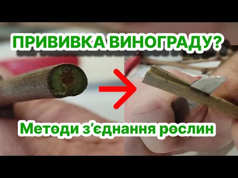 Видео: ЯК ПРИВИВАТИ ВИНОГРАД. Методи прививки, окуліровка в приклад, клином в розщеп, в заріз.