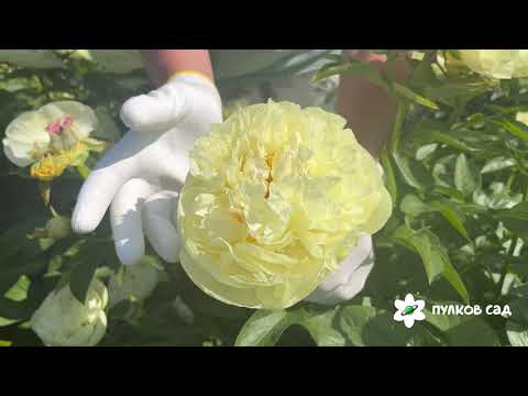 Видео: Lemon Chiffon peony. Лимон Шифон пион. Пулков сад