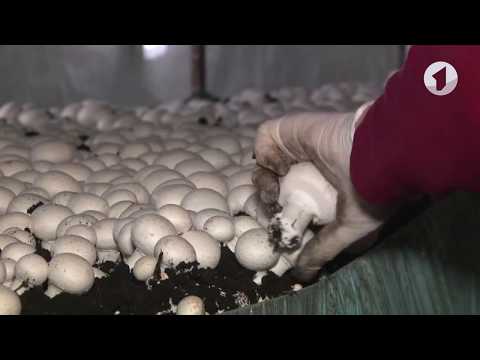 Видео: Выращивание шампиньонов в Приднестровье / Утренний эфир