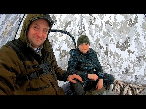 Видео: РЫБАЛКА С СЫНОМ НА ЕЛЬЦА! Река Томь, Усть-Сосновка "Скала"