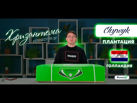 Видео: ХРИЗАНТЕМА KENNEDY 95 gr l ПЛАНТАЦИЯ CHYWYK l ГОЛЛАНДИЯ l ЦВЕТЫ ОПТОМ