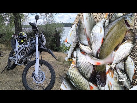 Видео: Ендуро🏍️ - рибалка 🎣. ЛОВЛЯ ЧЕРВОНОПІРКИ🐟 та ЛІНЯ🐟 🤗😉😎.