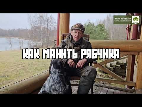 Видео: Как манить рябчика