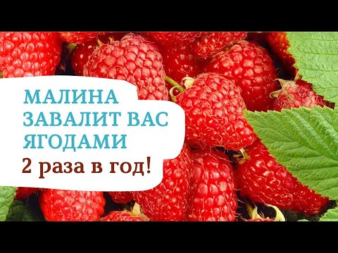 Видео: Все секреты выращивания ремонтантной малины