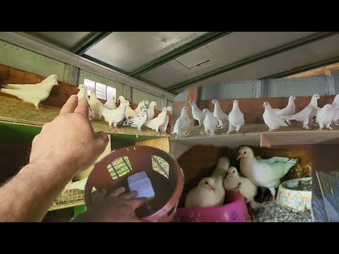 Видео: Голуби Сергея.гАтланта США. Обзор голубей и инвентаря. Sergey's pigeons.Atlanta city. Pigeon Review