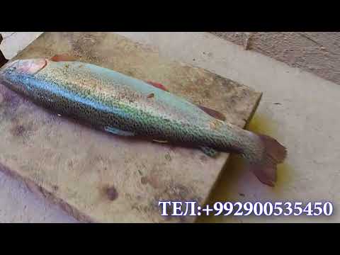 Видео: ГУЛМОХИ ФОРЕЛ КАРАТОГ МАРХАМАТ БА ОШХОНАИ ТОЛИБ.ОБУНА ШУДАНРО ФАРОМУШ НАКУНЕД.