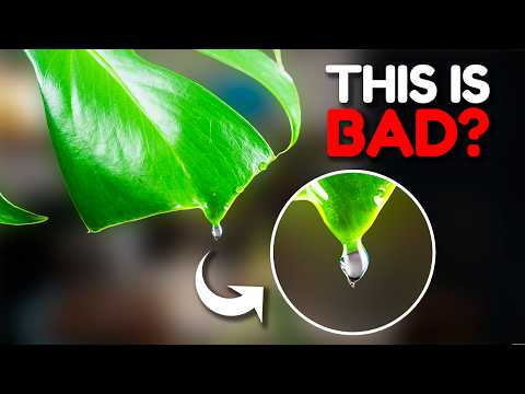 Видео: 10 заблуждений относительно растений, которые большинство людей делают неправильно