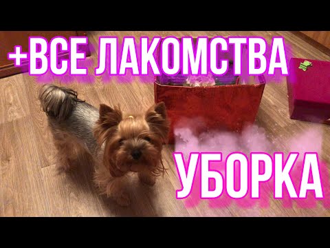 Видео: Уборка в ящике из под лакомств +все лакомства моей собаки