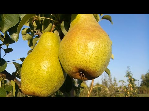 Видео: Груша Листопадова  Молдови
