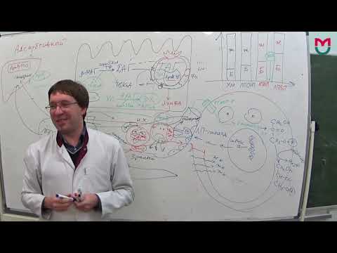 Видео: Обмен Липидов часть 2